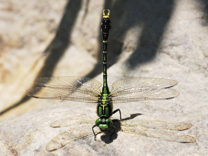 aosanae_P6057970 (2).jpg - 306,890Bytes